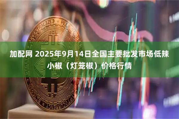 加配网 2025年9月14日全国主要批发市场低辣小椒（灯笼椒）价格行情